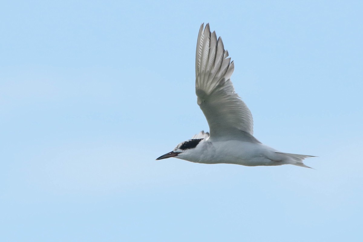 Forster's Tern - ML255378511