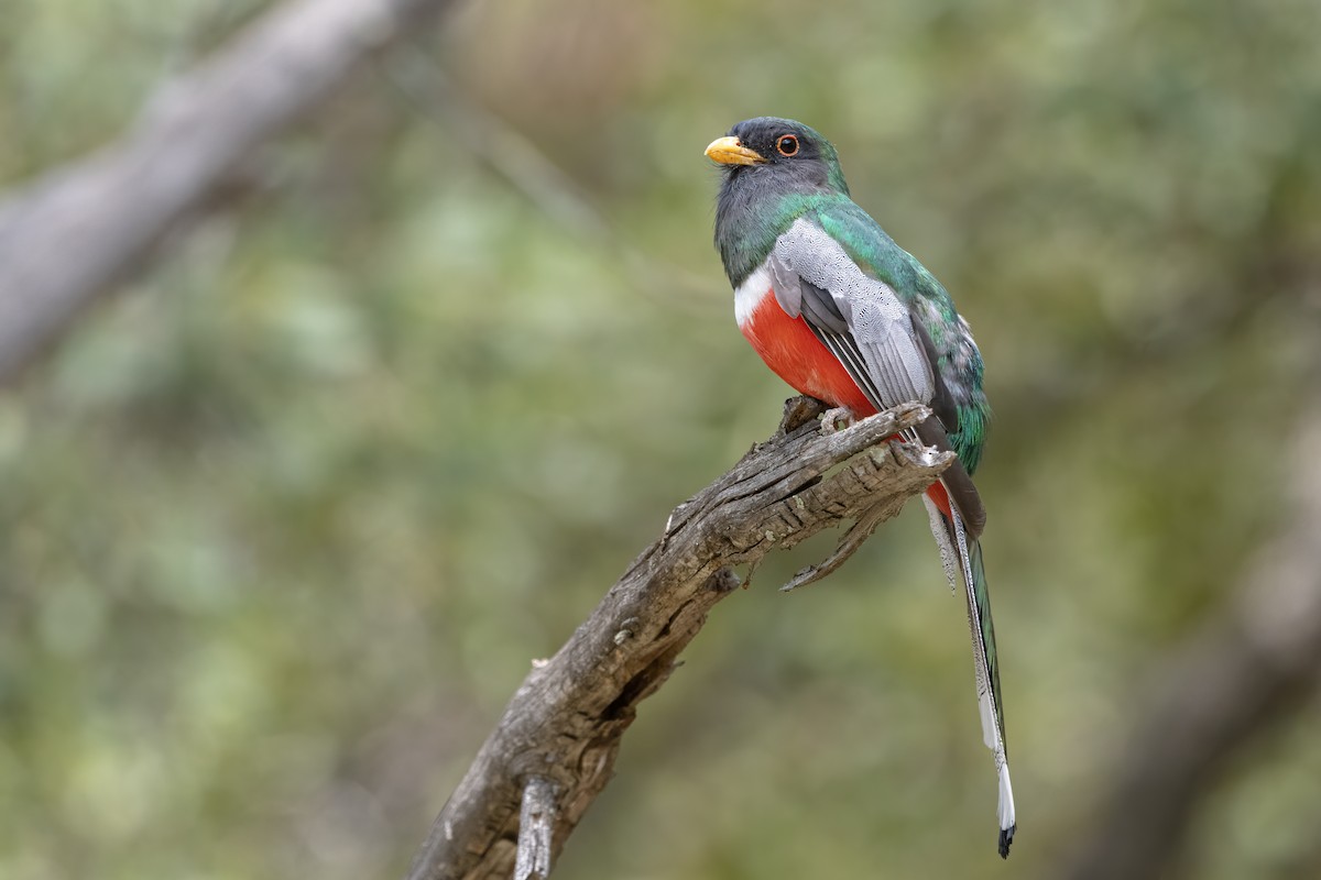 Coppery-tailed Trogon - Bryan Calk