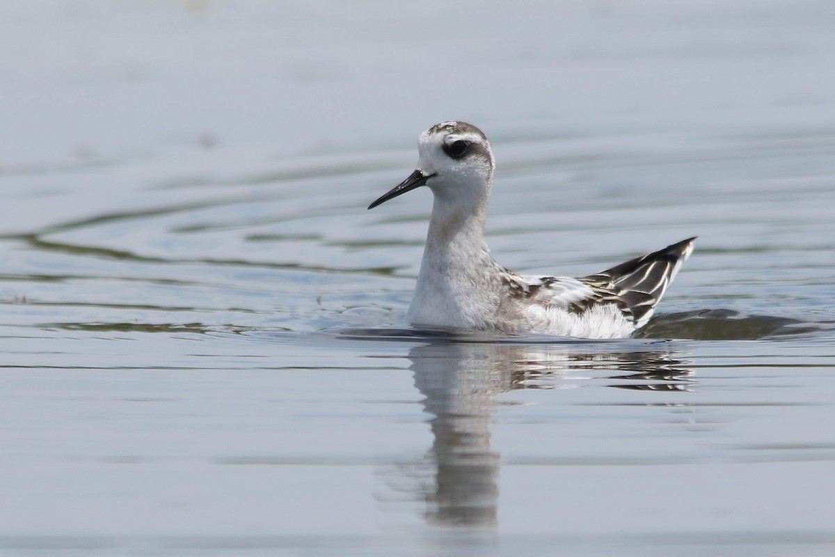 Red-necked Phalarope - ML255378801