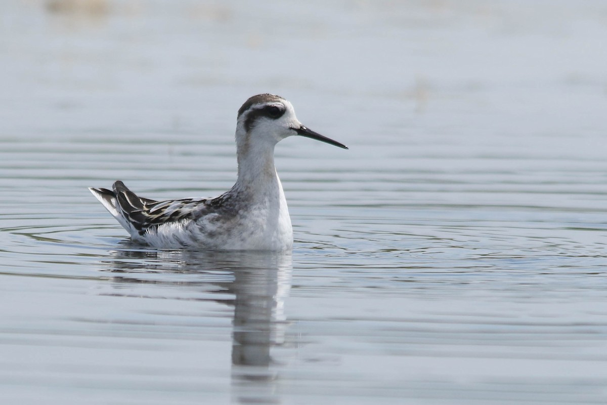 Red-necked Phalarope - ML255378811