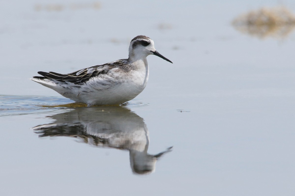 Red-necked Phalarope - ML255378831