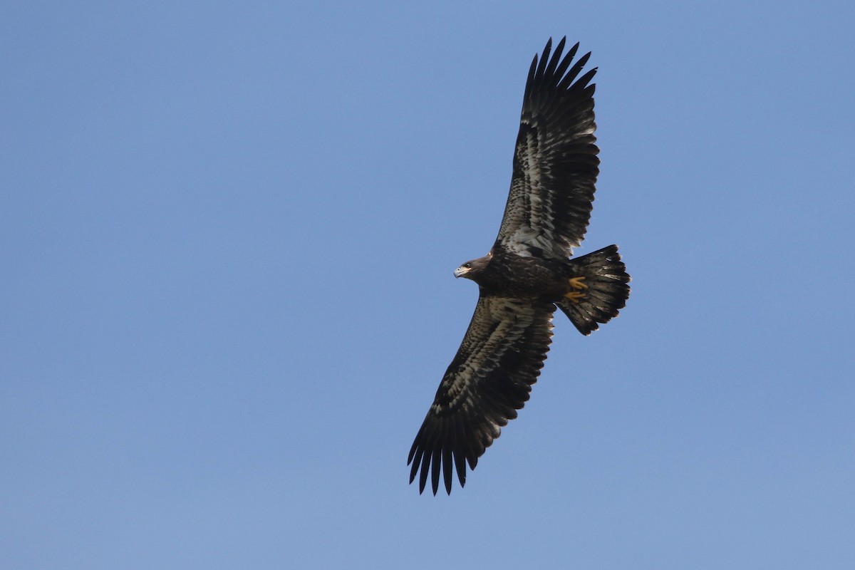 Bald Eagle - Benjamin Hack