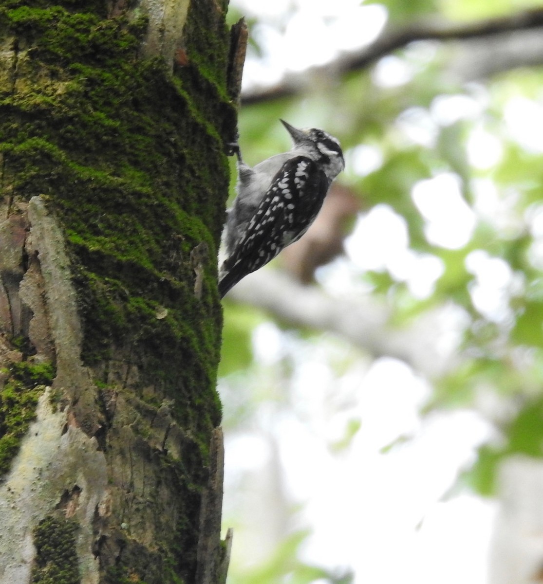 Downy Woodpecker - ML255379541