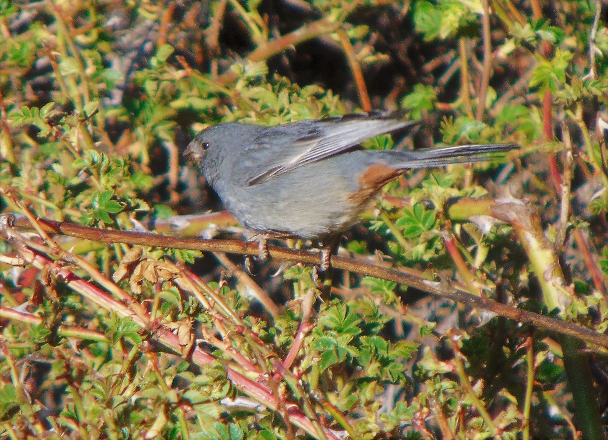 Plain-colored Seedeater - ML255380861