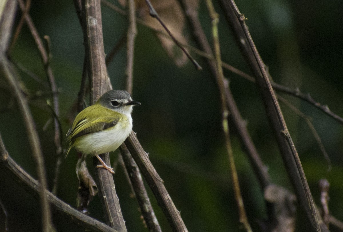 Short-tailed Pygmy-Tyrant - Edut Flores Huaman