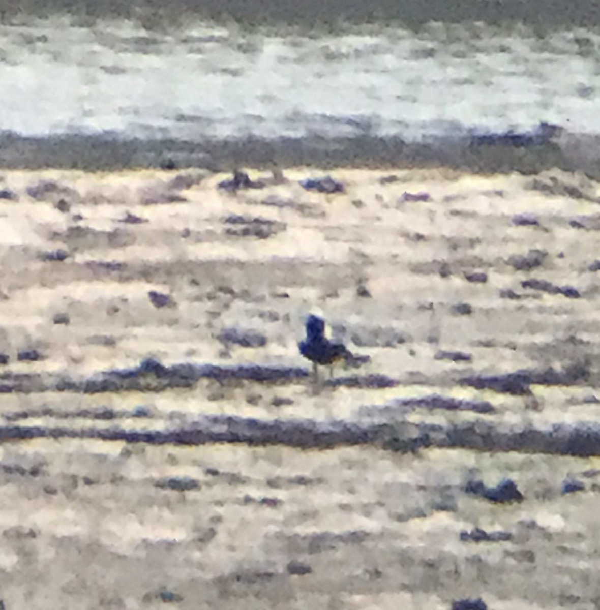 Black-bellied Plover - ML255381161