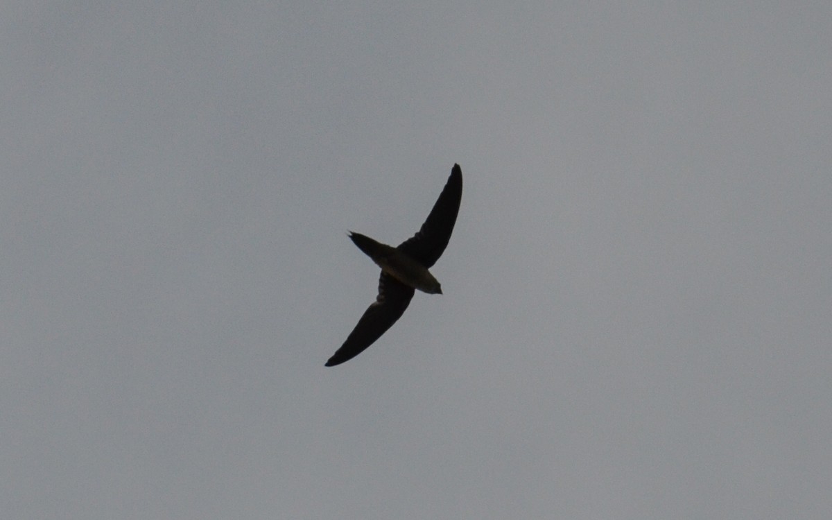 Vaux's Swift (Richmond's) - ML255381581