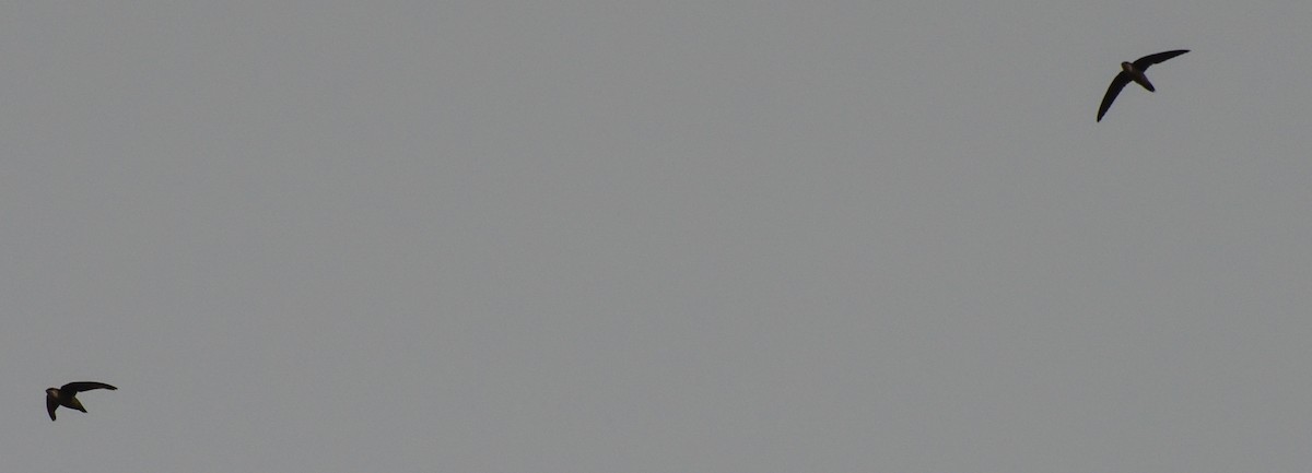 Vaux's Swift (Richmond's) - ML255381591