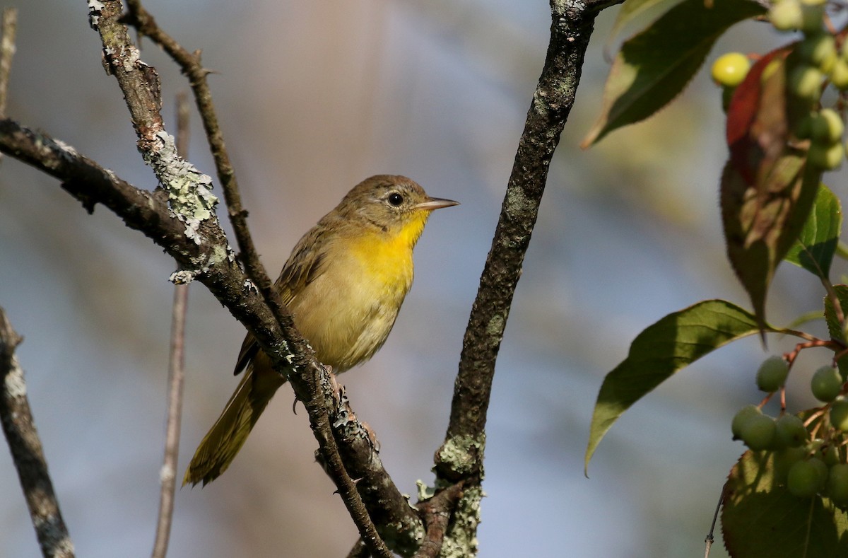 Common Yellowthroat - ML255381641