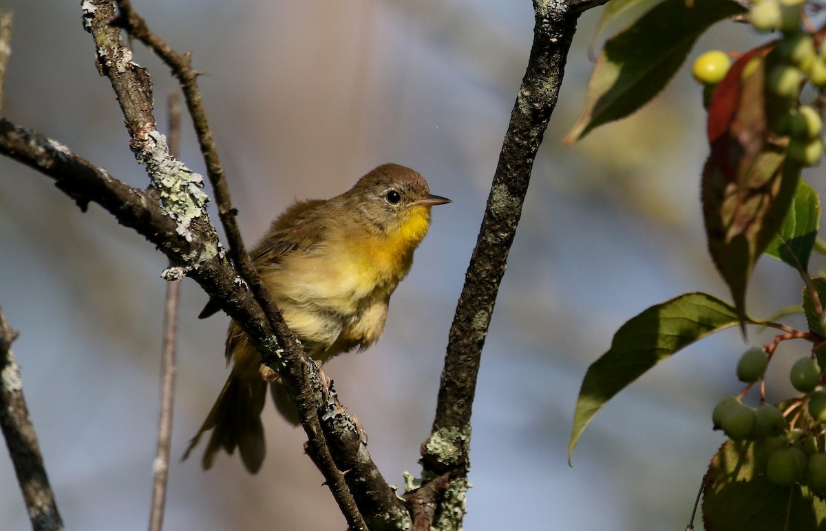 Common Yellowthroat - ML255381651