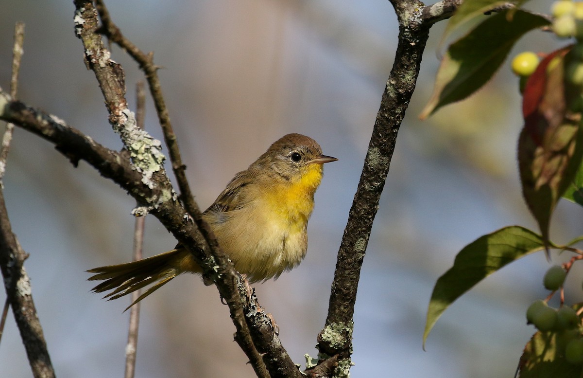 Common Yellowthroat - ML255381671