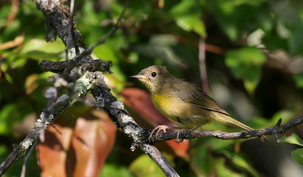 Common Yellowthroat - ML255381681