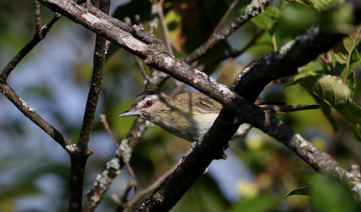 rødøyevireo - ML255381711