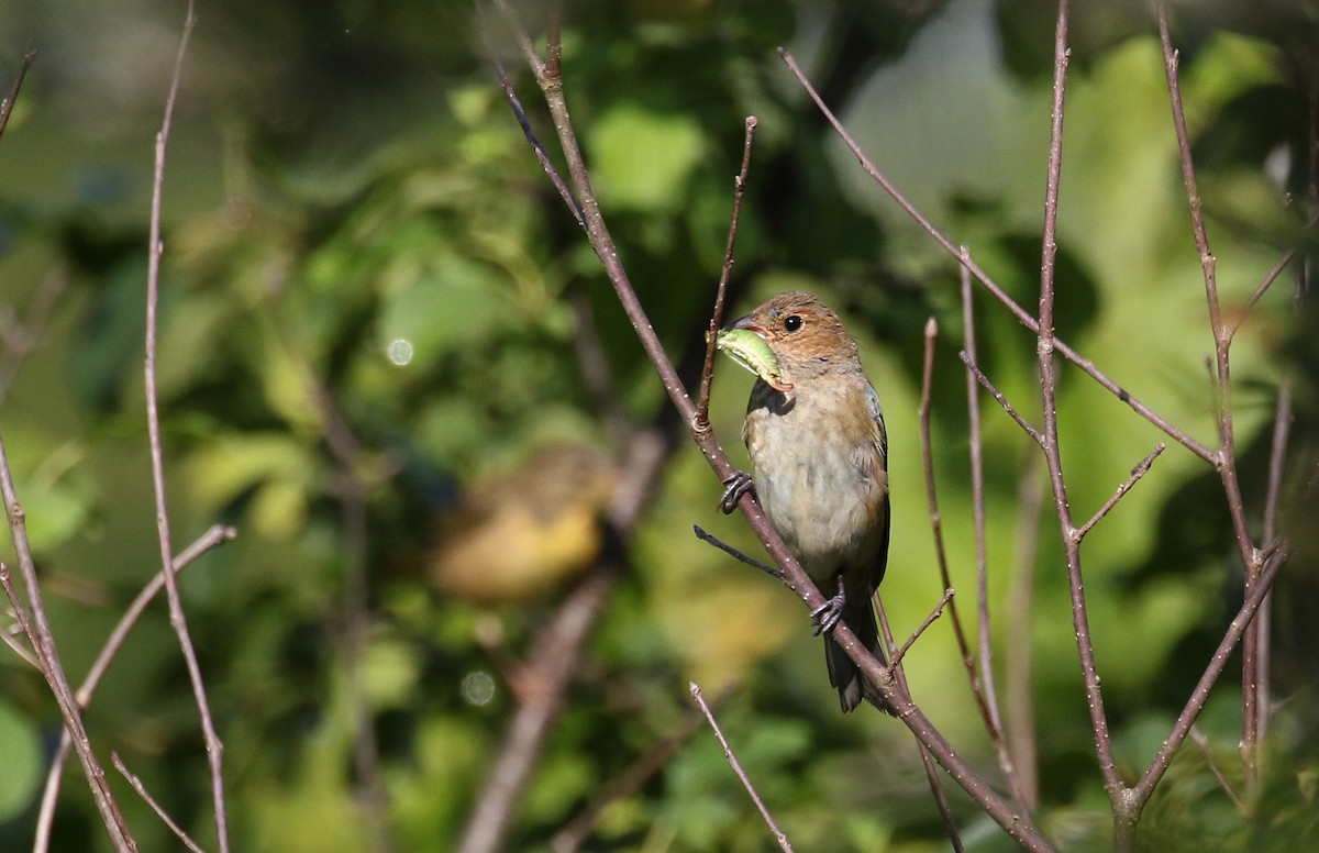 Indigo Bunting - Jay McGowan