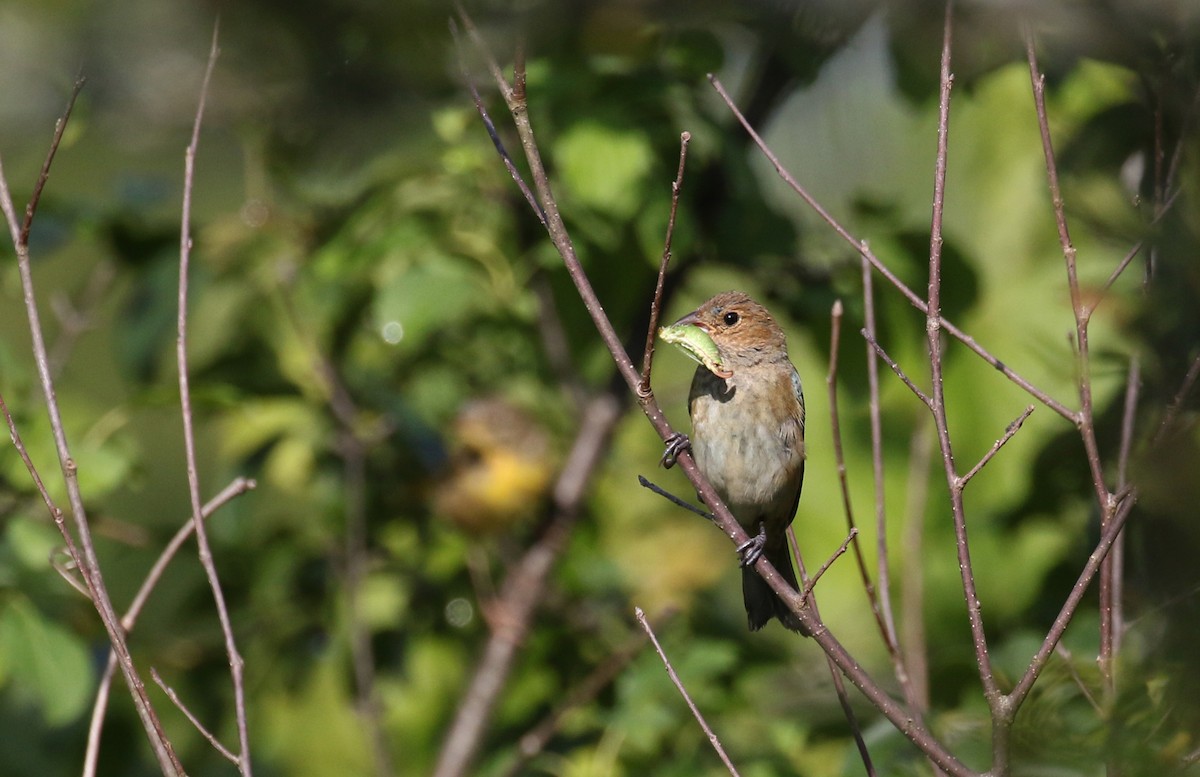 Indigo Bunting - ML255381751