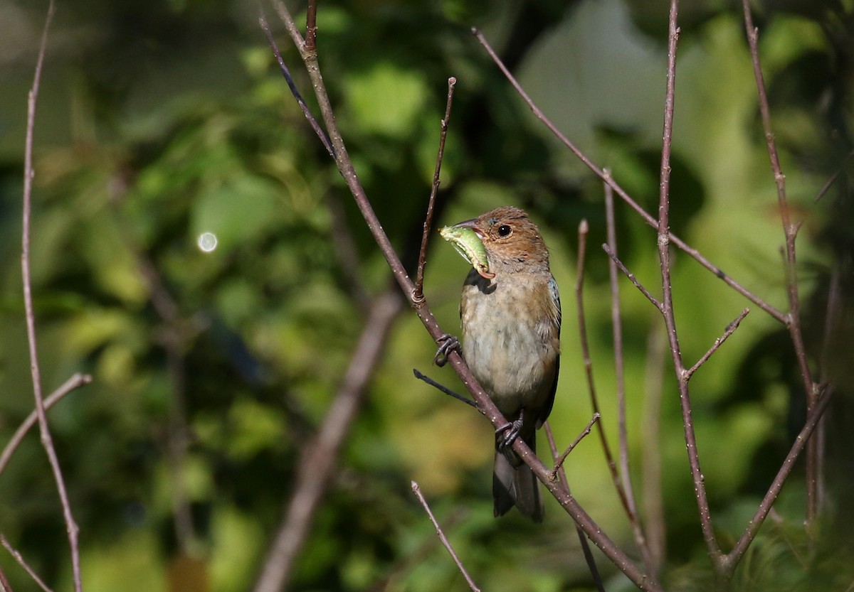 Indigo Bunting - ML255381761