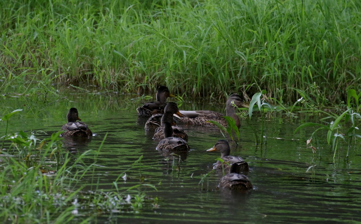 Canard colvert - ML255382031