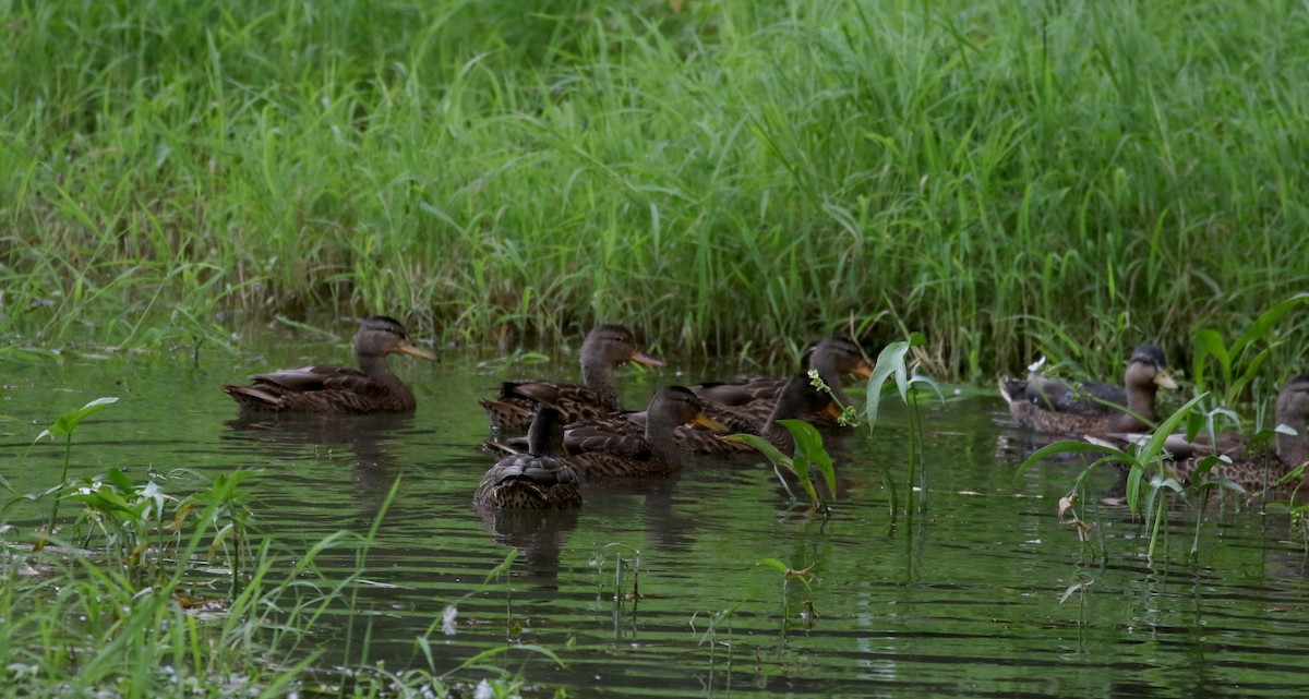 Canard colvert - ML255382091