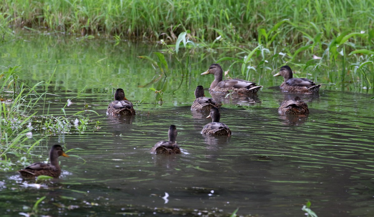 Mallard - ML255382111