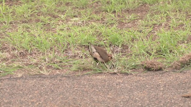 Temminck's Courser - ML255383561