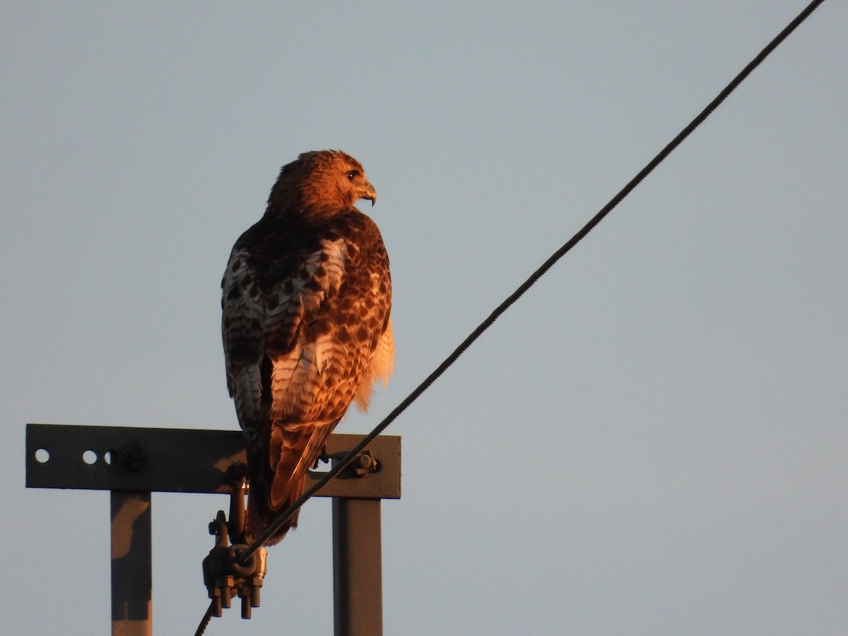 Red-tailed Hawk - ML255383881