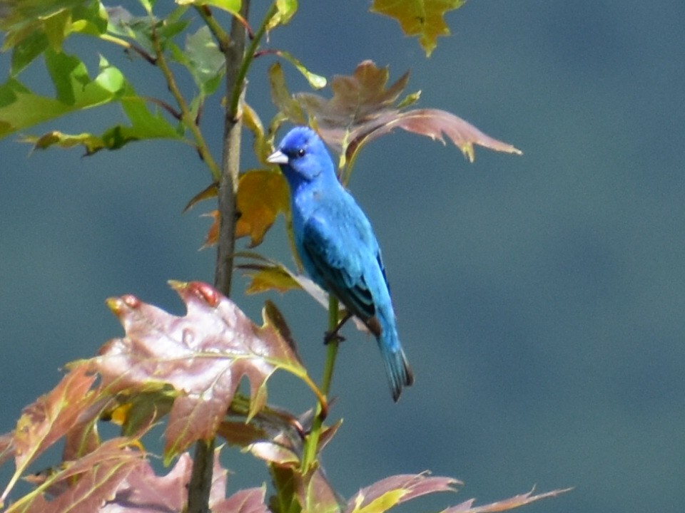 Indigo Bunting - ML255385201