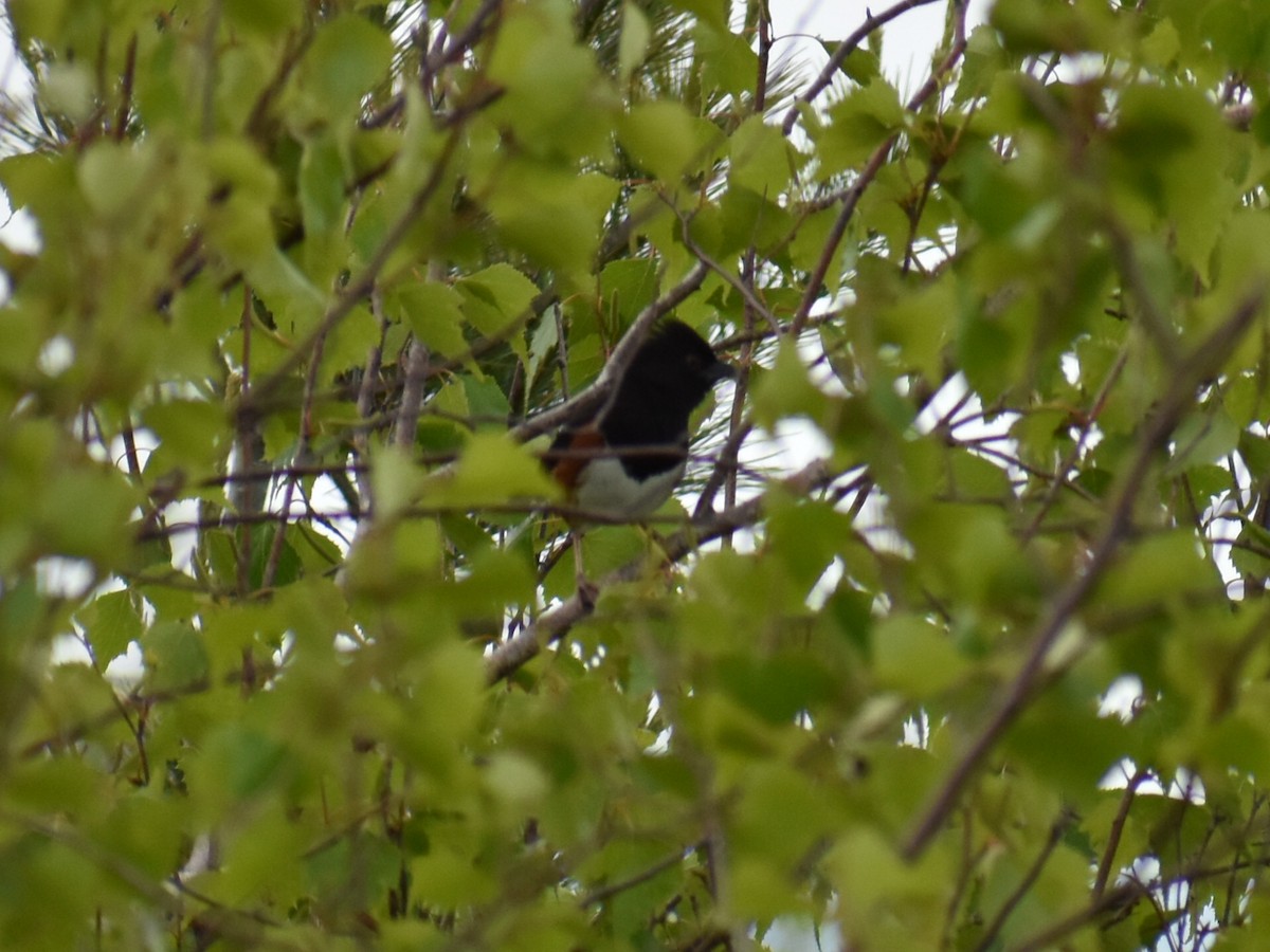 Eastern Towhee - ML255385361