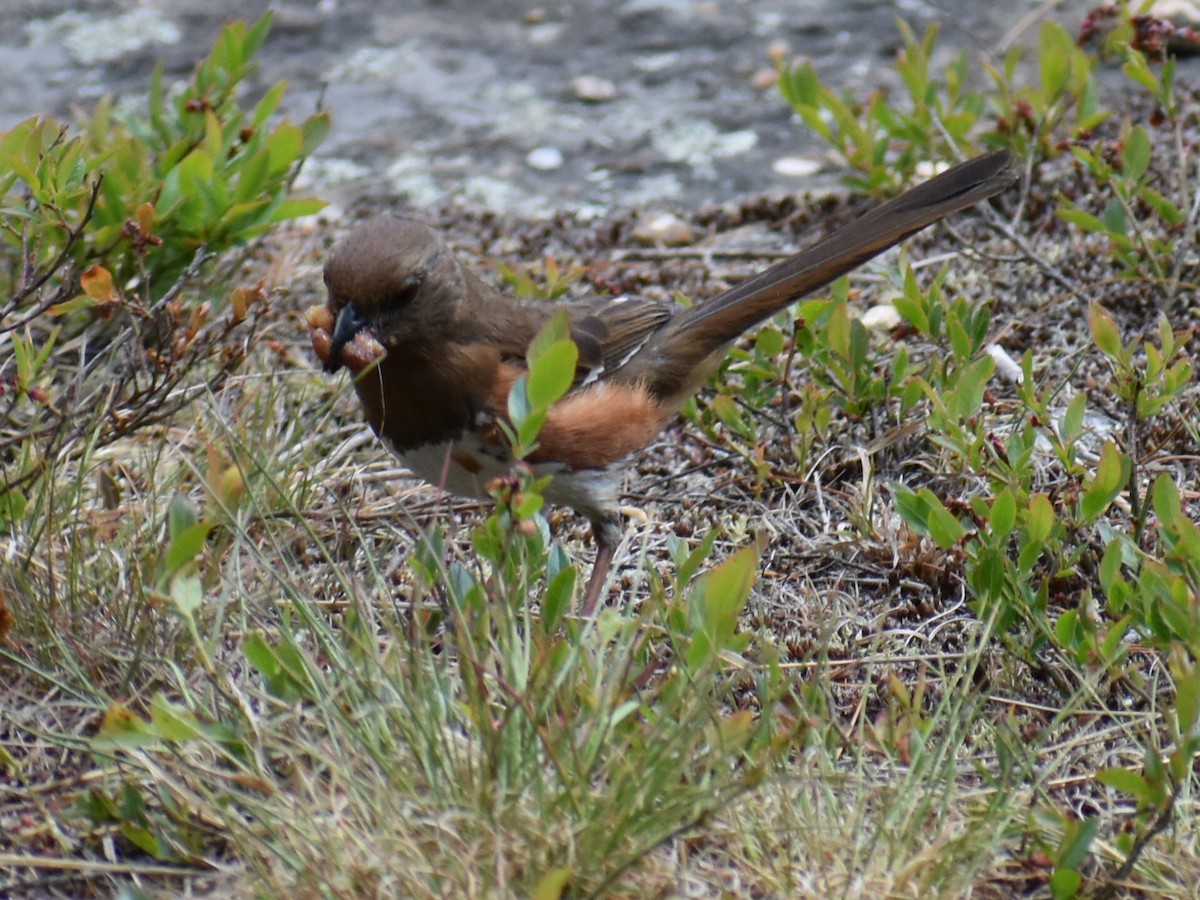 Eastern Towhee - ML255385491