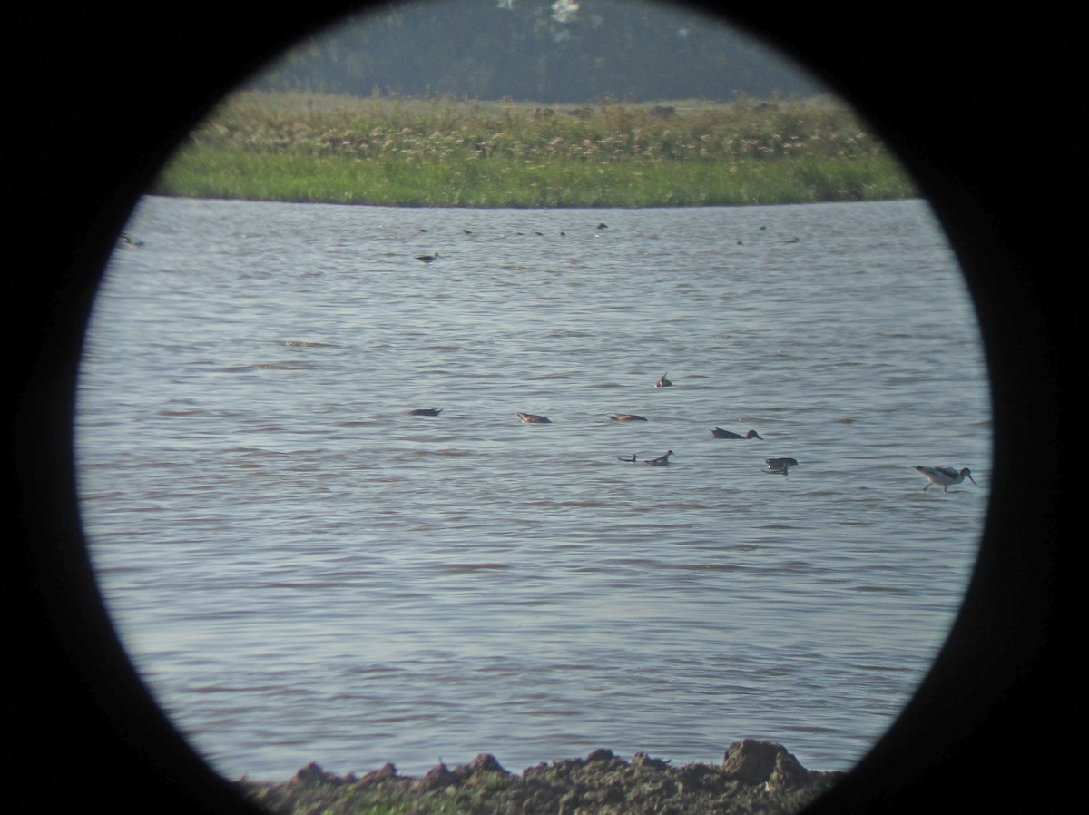 Red-necked Phalarope - ML255385511