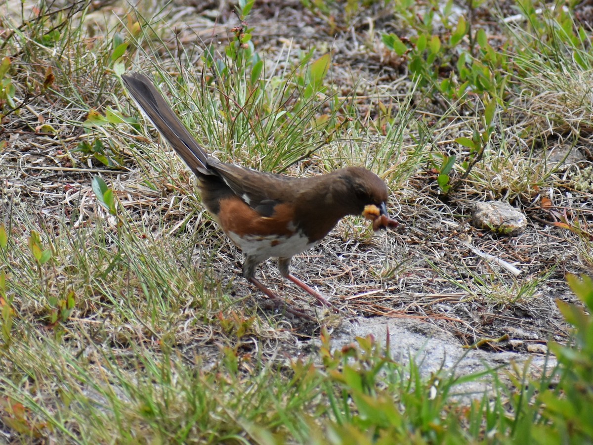 Eastern Towhee - ML255385701