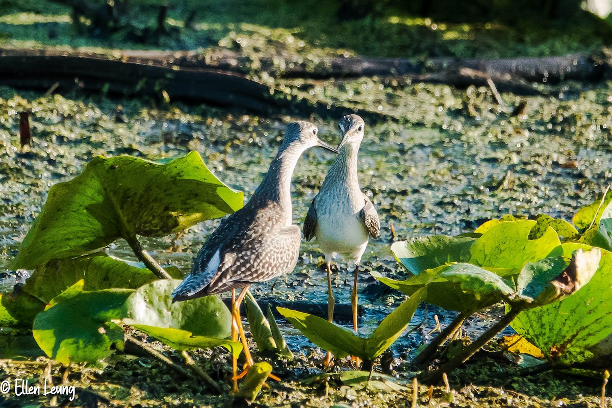 Lesser Yellowlegs - Michael & Ellen LAM