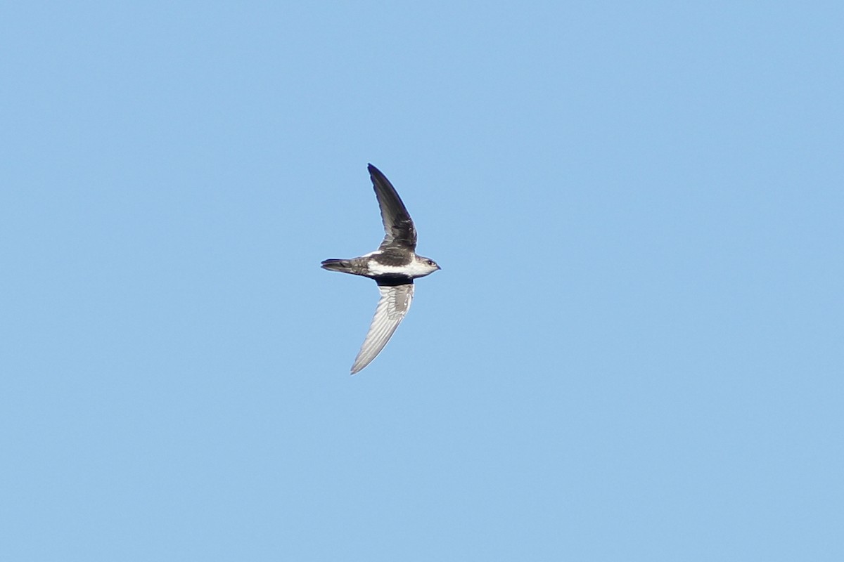 White-throated Swift - ML255388581