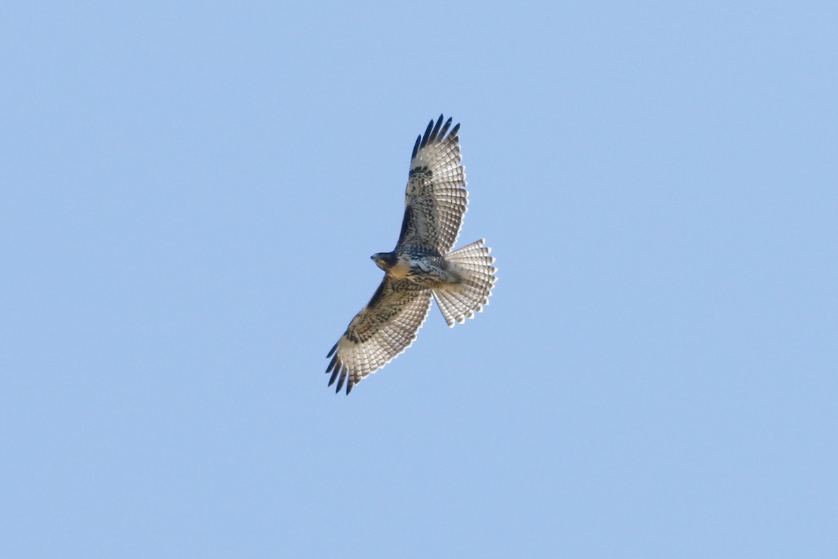 Red-tailed Hawk - ML255388691