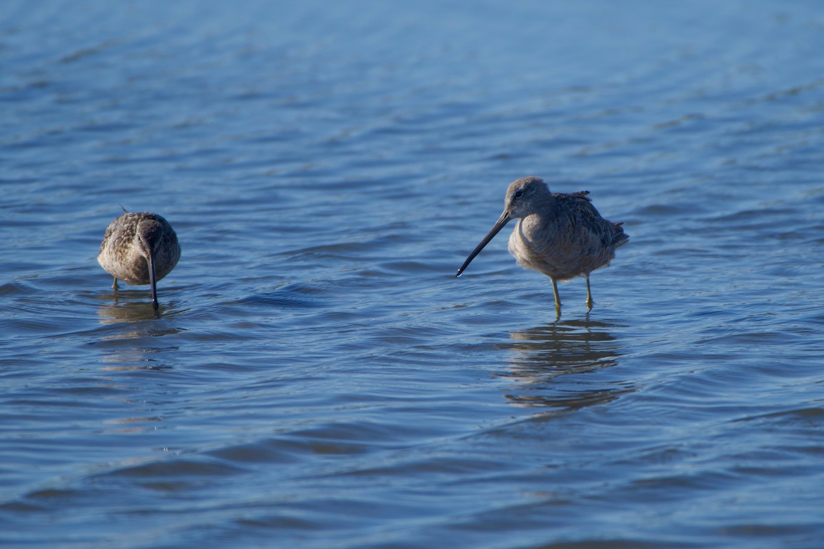 langnebbekkasinsnipe - ML255390331