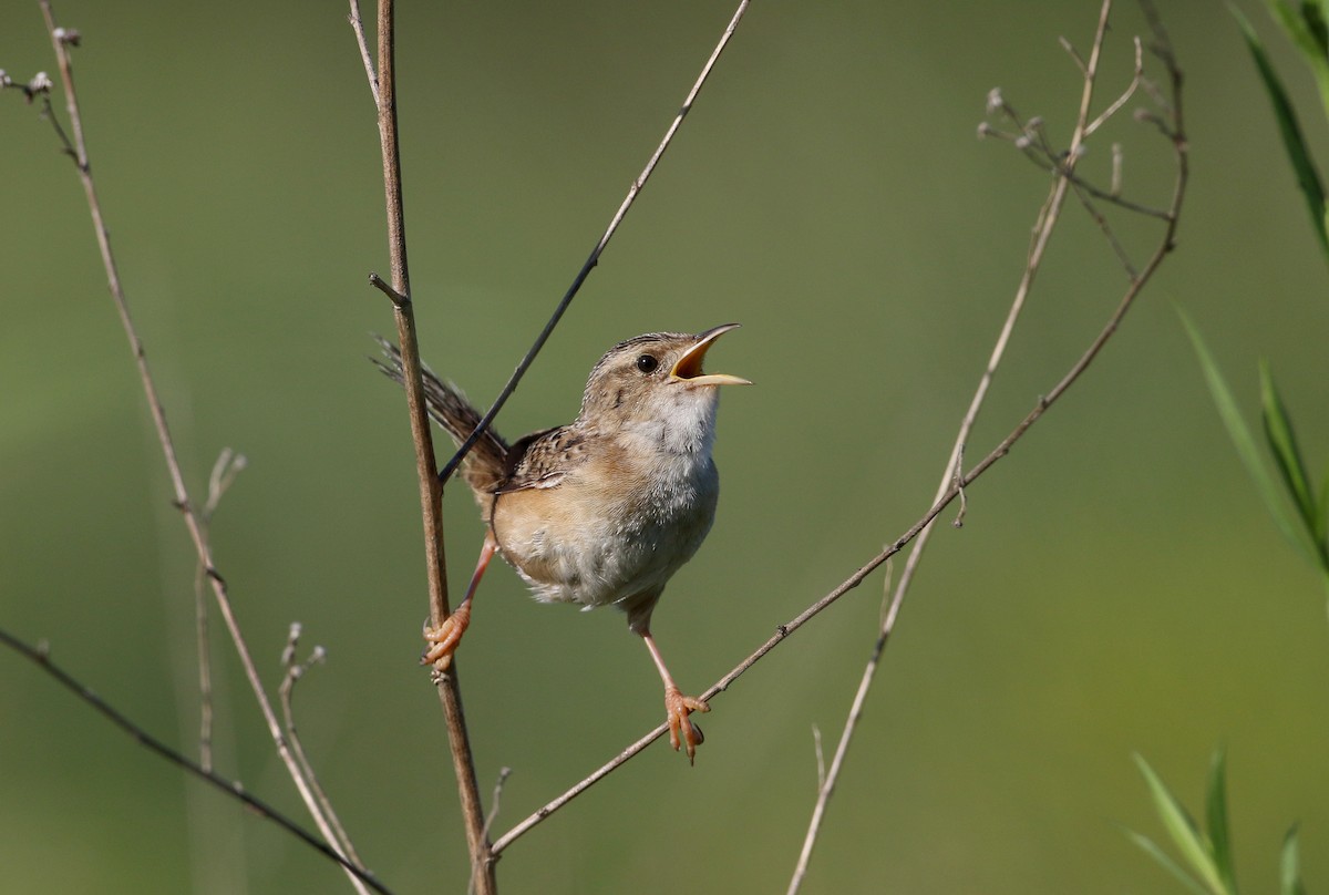 Sedge Wren - ML255391161