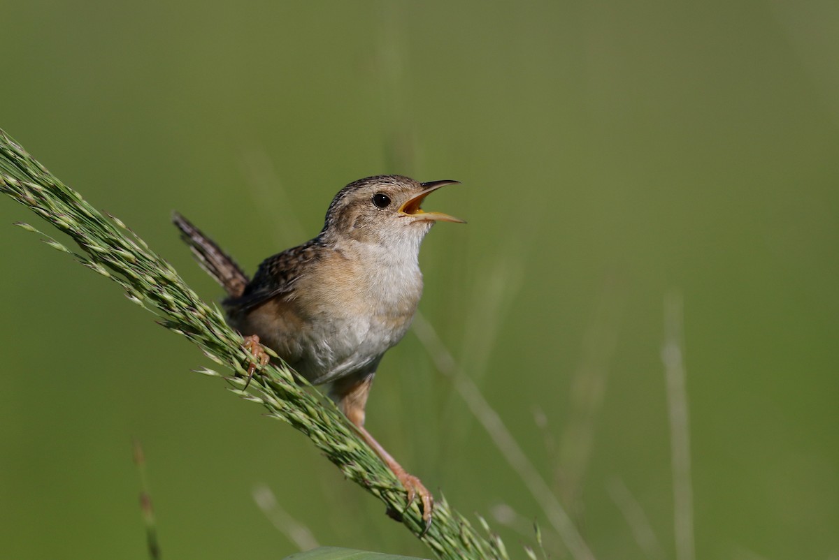 Sedge Wren - Jay McGowan