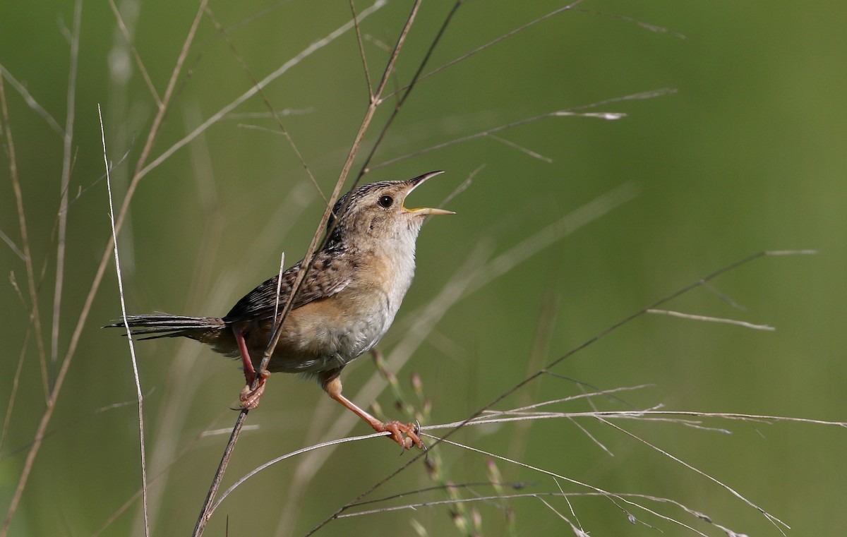 Sedge Wren - ML255391401