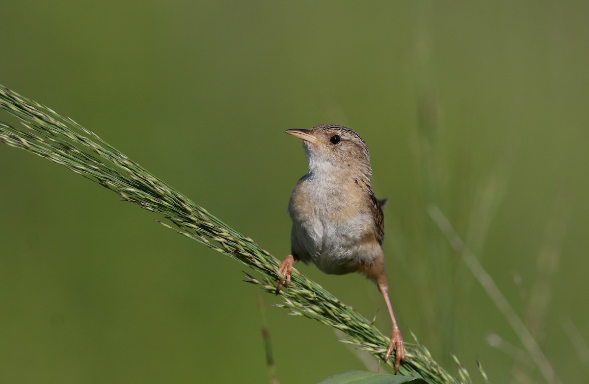 Sedge Wren - Jay McGowan