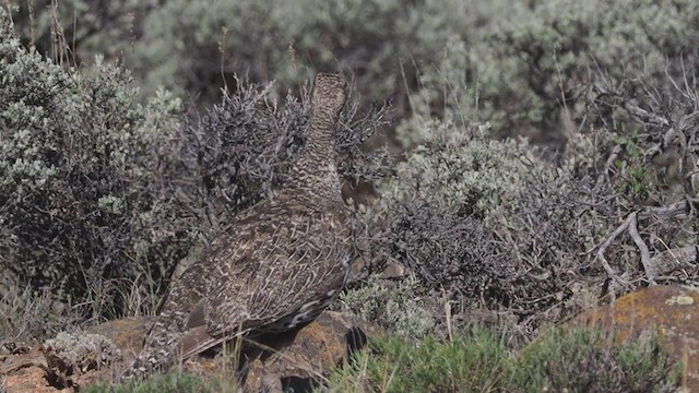 Gunnison Çalı Tavuğu - ML255392391