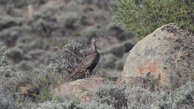 Gunnison-Beifußhuhn - ML255392501