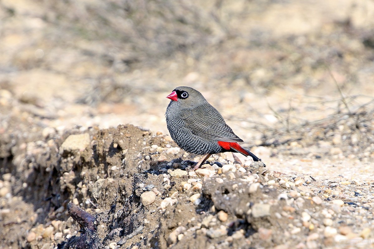 Beautiful Firetail - ML255392991