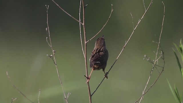 Sedge Wren - ML255394201