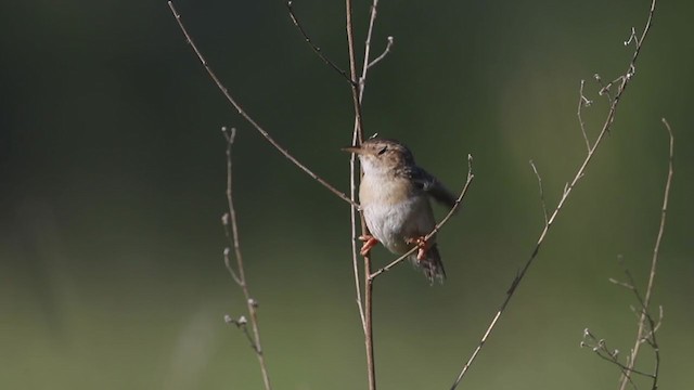 Sedge Wren - ML255394211