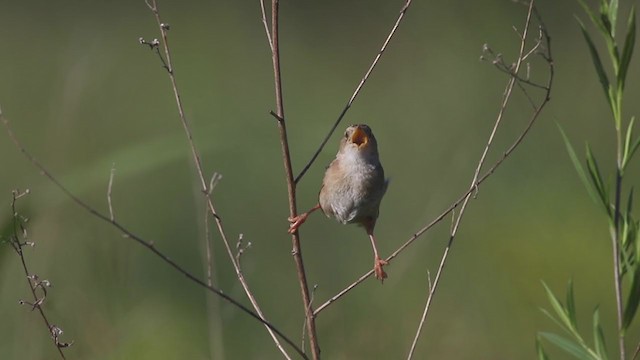 Sedge Wren - ML255394431