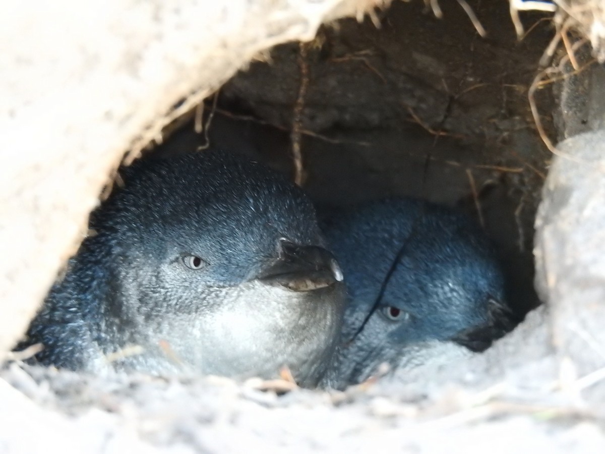 コビトペンギン - ML255395031