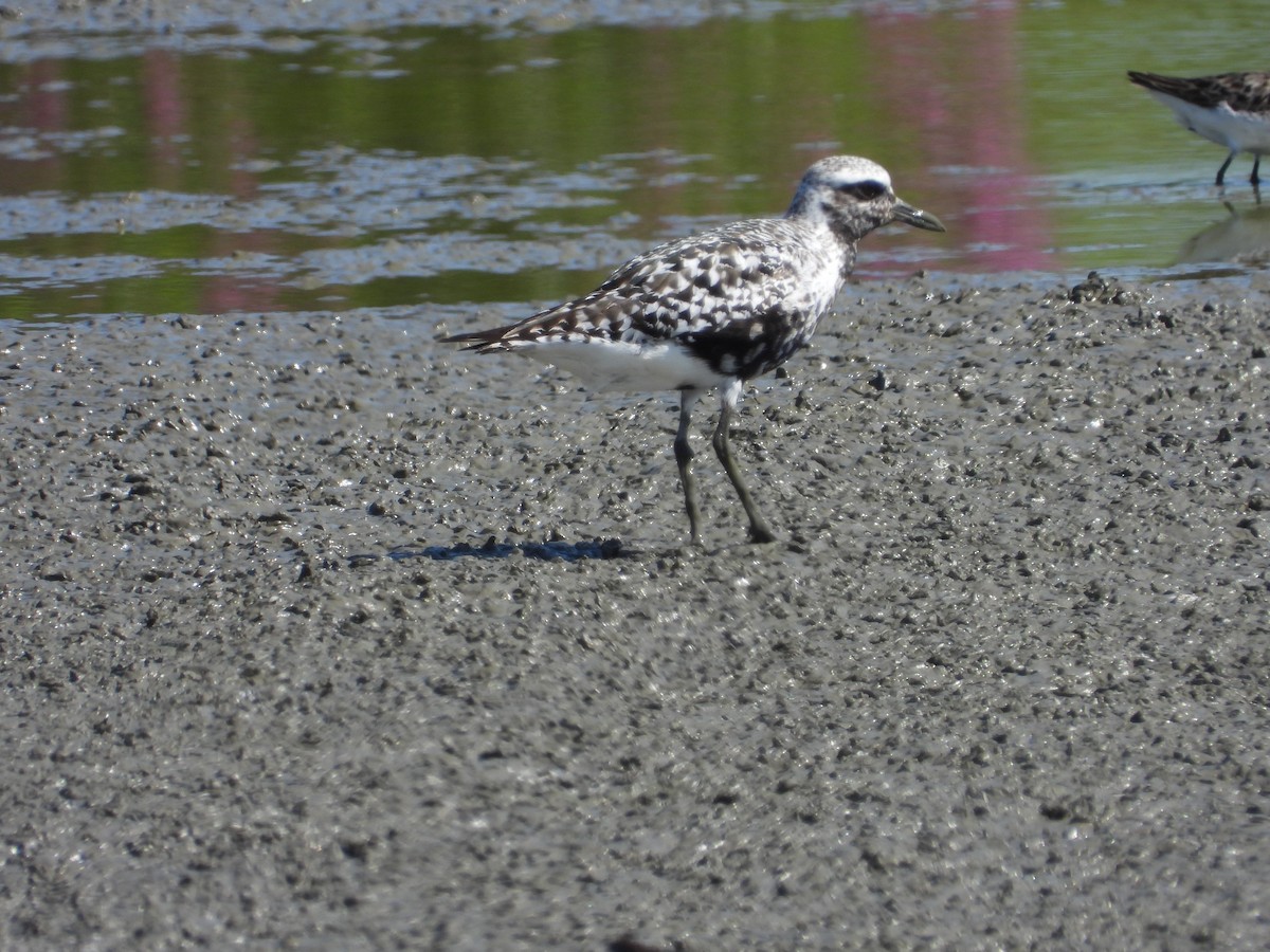 Black-bellied Plover - ML255395911