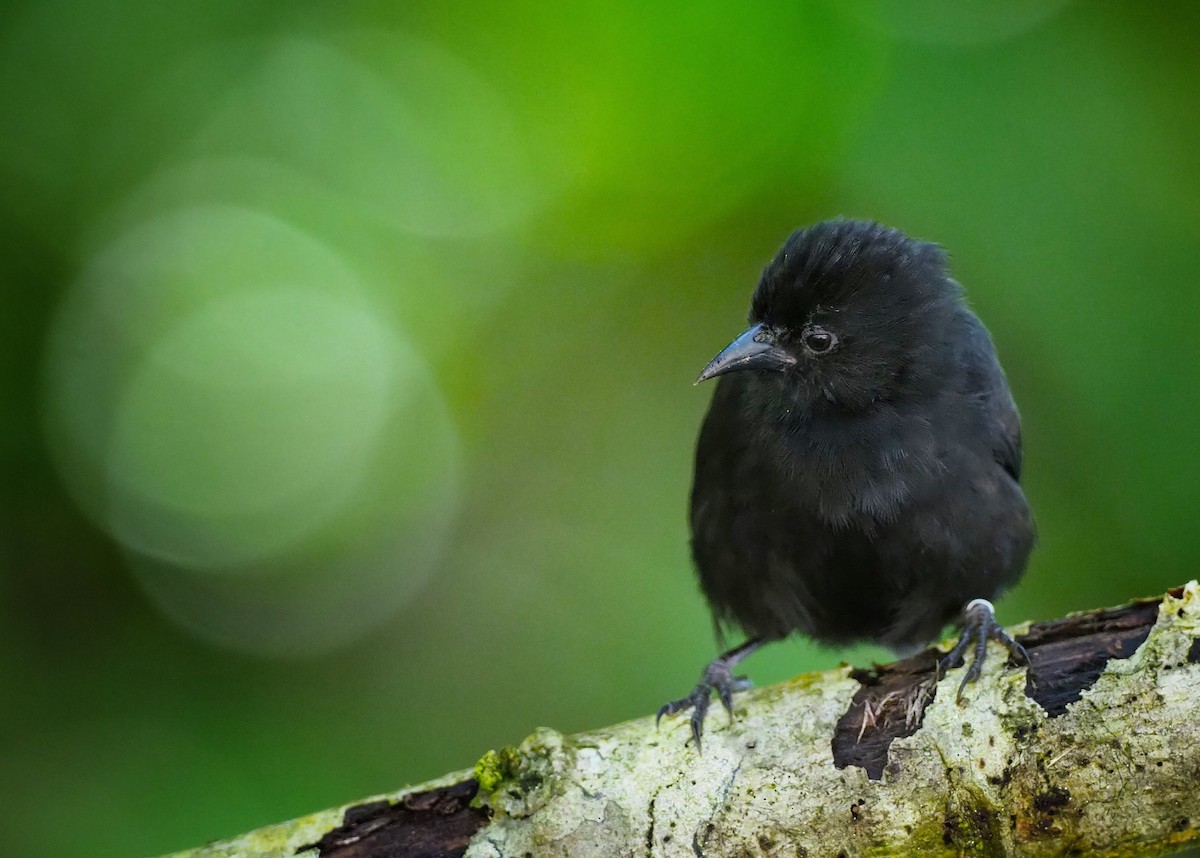 Cocos Finch - Serge Arias