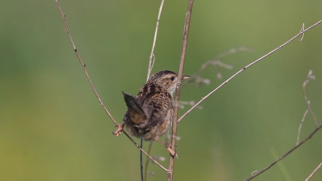 Sedge Wren - ML255396691