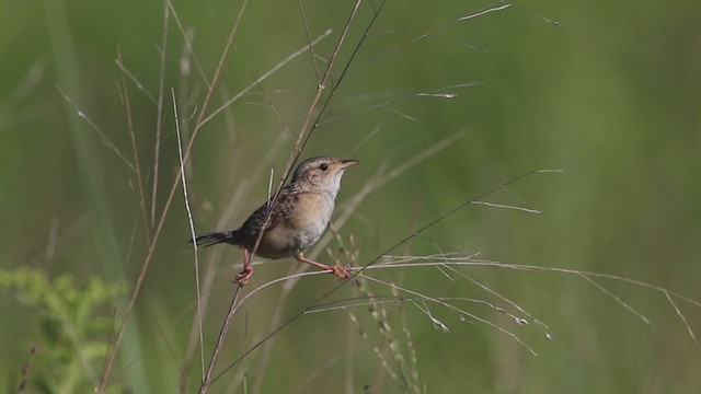 Sedge Wren - ML255396711