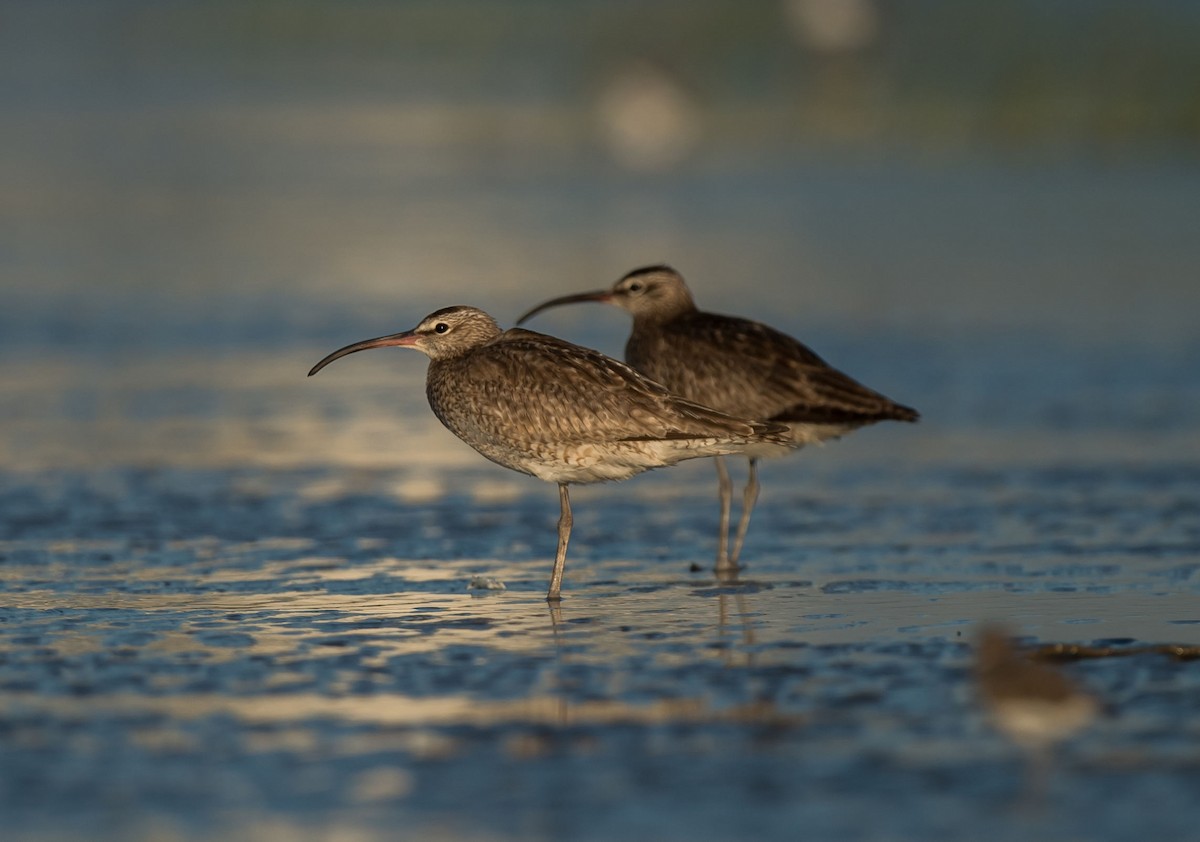 Whimbrel - Kai Pflug